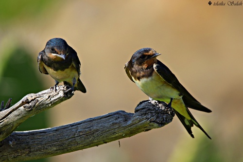 Barn Swallow