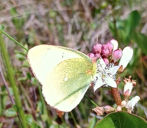 Moorland Clouded Yellow