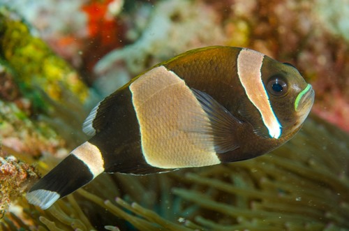 Amphiprion latezonatus Waite, 1900