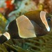Wideband Anemonefish - Photo (c) Ian Shaw, all rights reserved, uploaded by Ian Shaw