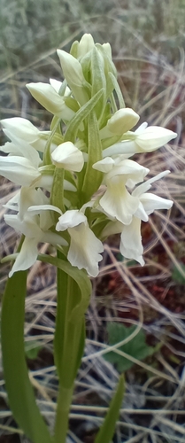Early Marsh-orchid