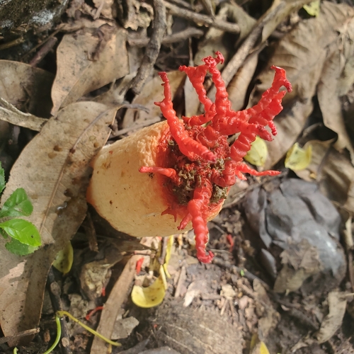Coral Stinkhorn