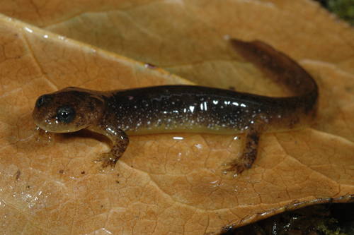 Olympic Torrent Salamander