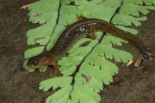 Olympic Torrent Salamander