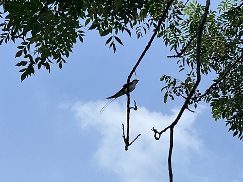 Wire-tailed Swallow