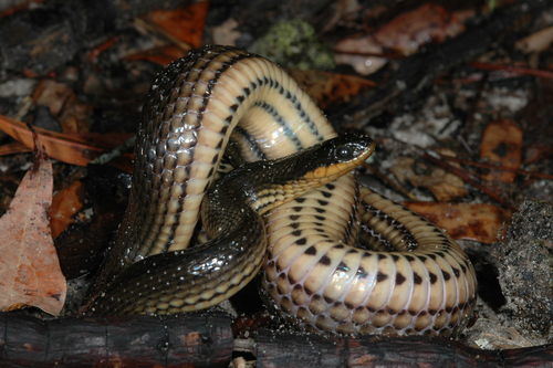 Glossy Swampsnake