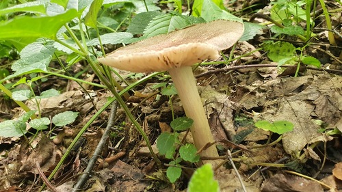 Наблюдение на iNaturalist