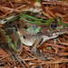 American Water Frogs - Photo (c) Billy Griswold, all rights reserved, uploaded by Billy Griswold