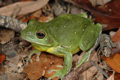 Barking Tree Frog