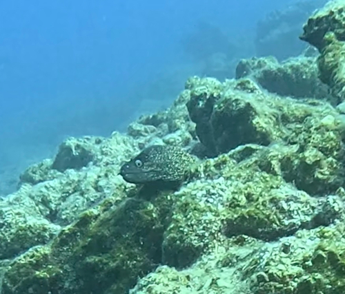 Muraena helena