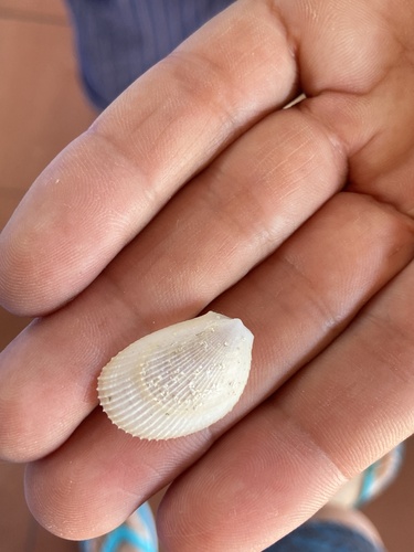 Limaria tuberculata