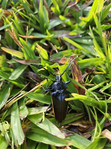 Solenoptera thomae