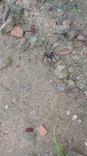 Ctenus inaja
