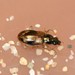 Bembidion corgenoma - Photo (c) Will Chatfield-Taylor, all rights reserved, uploaded by Will Chatfield-Taylor