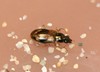 Bembidion corgenoma - Photo (c) Will Chatfield-Taylor, all rights reserved, uploaded by Will Chatfield-Taylor