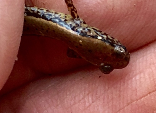 Southern Two-lined Salamander