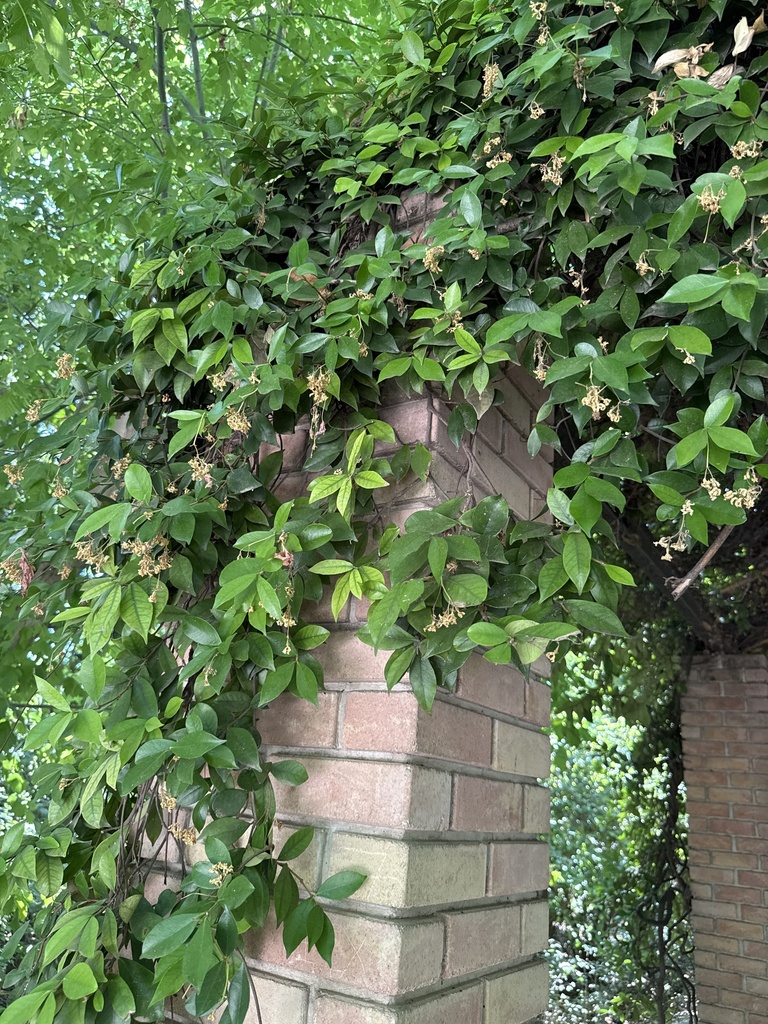Trachelospermum jasminoides