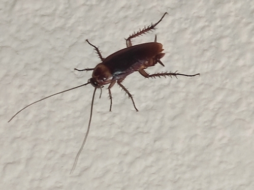 American Cockroach