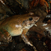 Inger's Wart Frog - Photo (c) J.P. Lawrence, all rights reserved