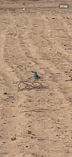 Abyssinian Roller