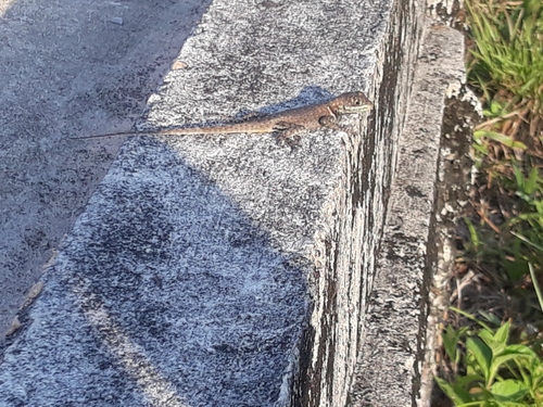 Cerrado Lava Lizard