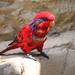 Blue-streaked Lory - Photo (c) Jim Donten - Donten Photography, all rights reserved, uploaded by Jim Donten - Donten Photography