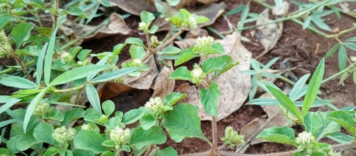 Paraguayan starburr