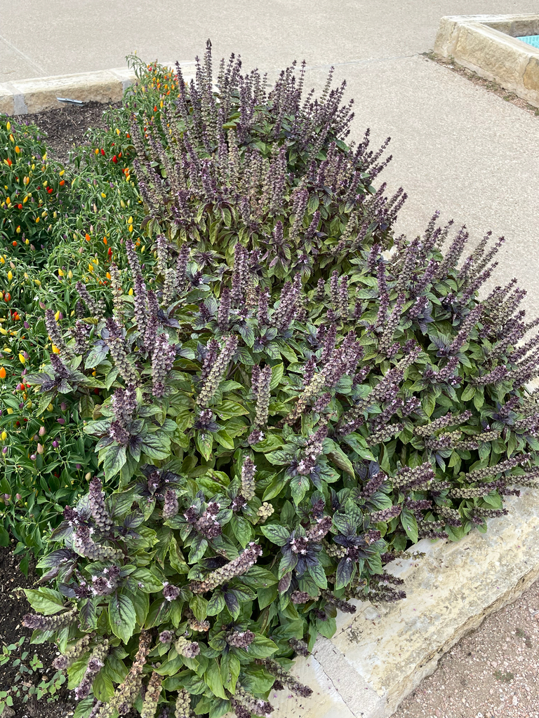 Ocimum basilicum
