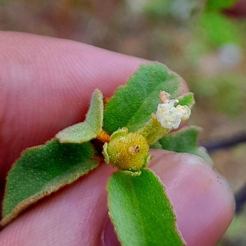 Croton kalkmannii