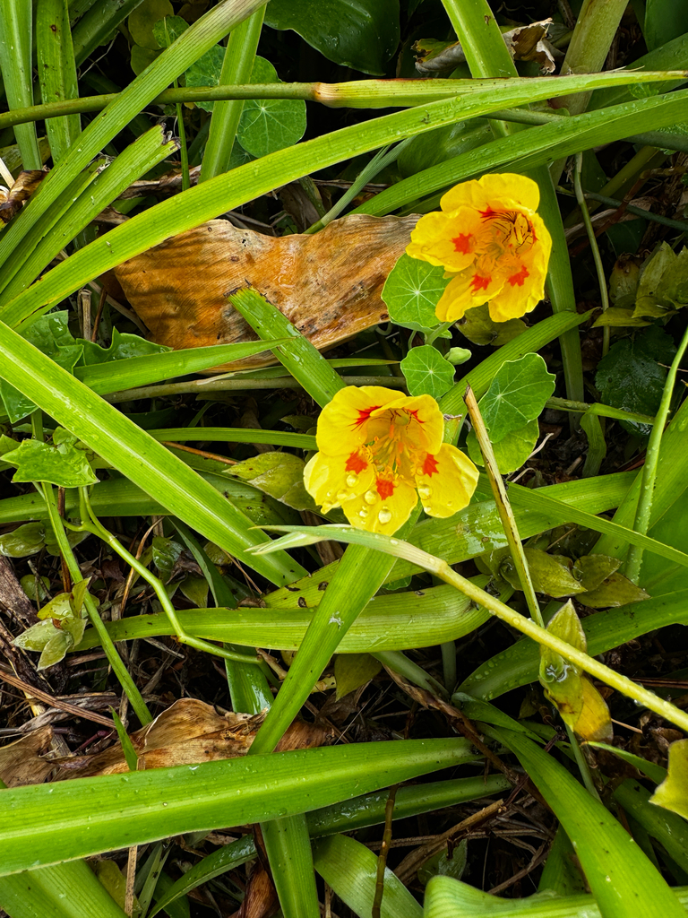 Tropaeolum majus