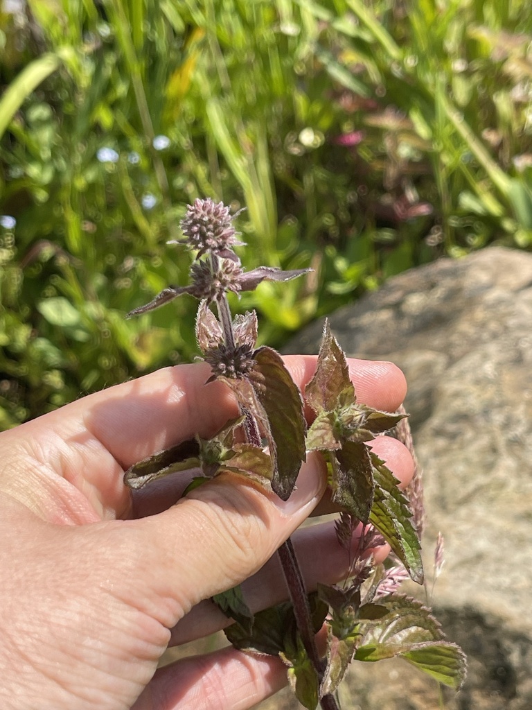 Mentha