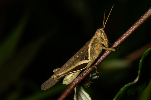 Abracris flavolineata