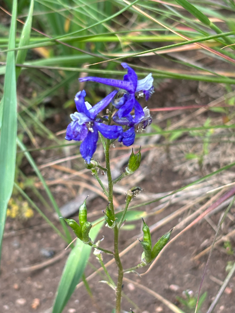 Delphinium
