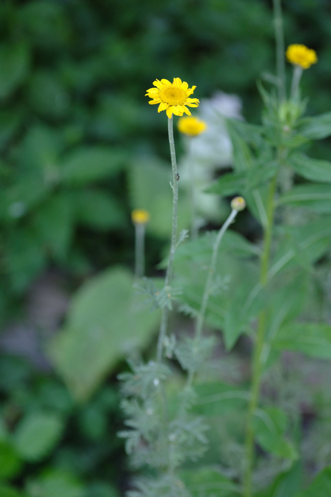 Anthemis tinctoria