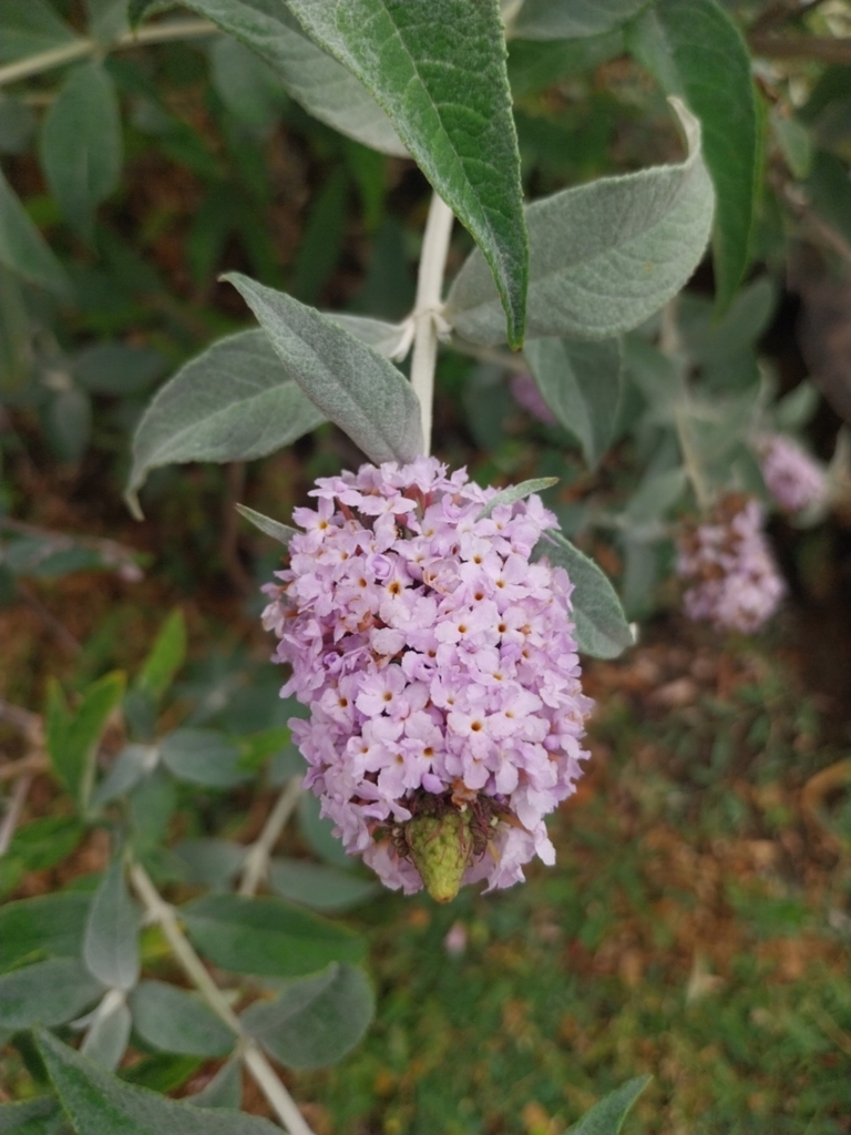 Buddleja