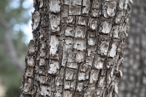 alligator juniper