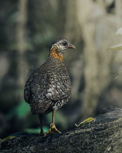 Scaly-breasted Partridge
