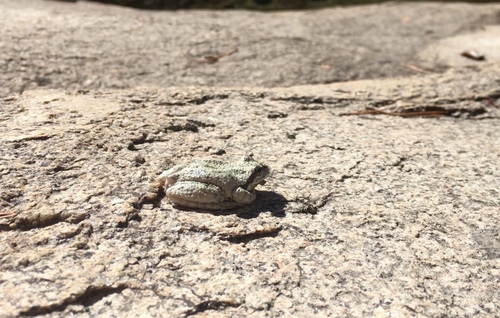iNaturalist observation photo of Pacific chorus frog