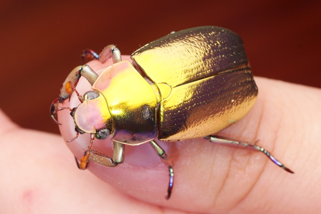 Jewel Scarabs (Genus Chrysina) · iNaturalist