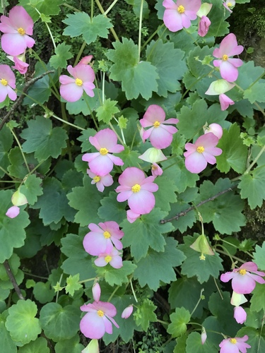 Begonia uniflora