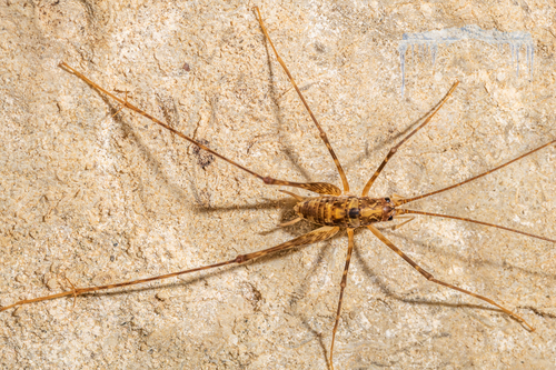Pallidoplectron turneri