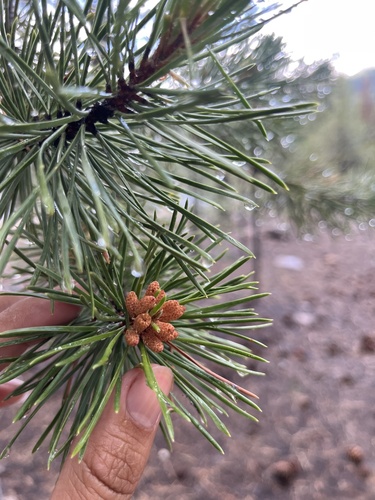 iNaturalist observation 2025-07-01