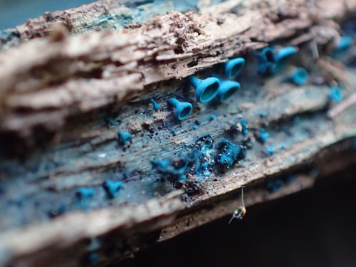 Žaliagrybis nuotrauka