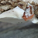 White Cheese Polypore - Photo (c) anthony brooks, all rights reserved, uploaded by anthony brooks