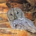 Maghreb Owl - Photo (c) Habib Latif Boultif, all rights reserved, uploaded by Habib Latif Boultif