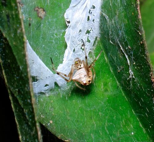 Verrucosa undecimvariolata