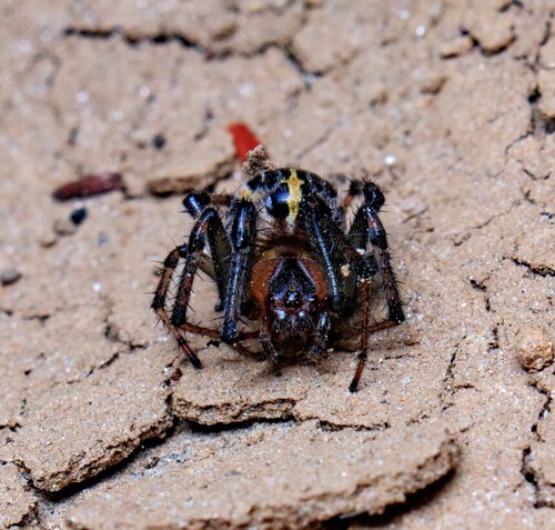 Alpaida veniliae