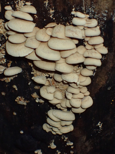 Ąžuolinis skiautenėlis nuotrauka