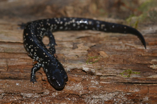 Southeastern Slimy Salamander