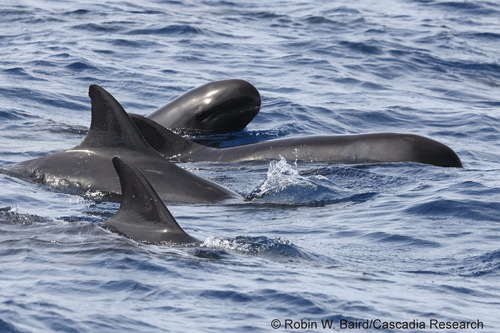 Pygmy Killer Whale